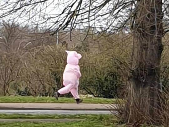 Do you know who the jogging pig is?