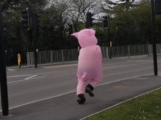 A pig was spotted running through Barton Seagrave yesterday