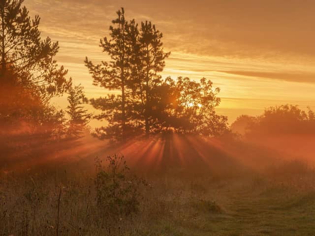 Weekley Hall Wood. This stunning picture was taken by Dan Whitney.