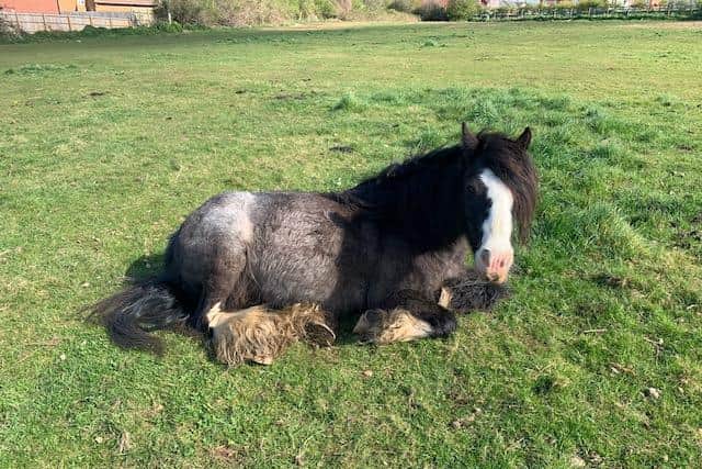 A herd of horses are in Burton Latimer's Pocket Park