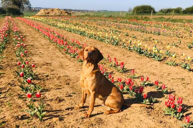 Rows of tulips are still growing in the ground and will be around for a while longer to lift the spirits of key workers.