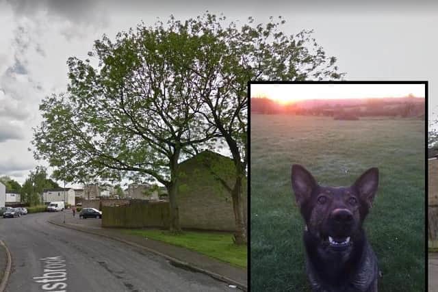 Police dog Nala, who helped track down two suspects in an aggravated burglary case overnight