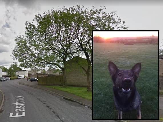 Police dog Nala, who helped track down two suspects in an aggravated burglary case overnight