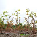 Picture shows: Japanese knotweed in its spring growth phase (Credit: Environet UK)