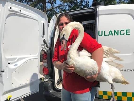 Animals In Need have been at Billing since the spillage was reported and are taking swans back to their shelter to look after them