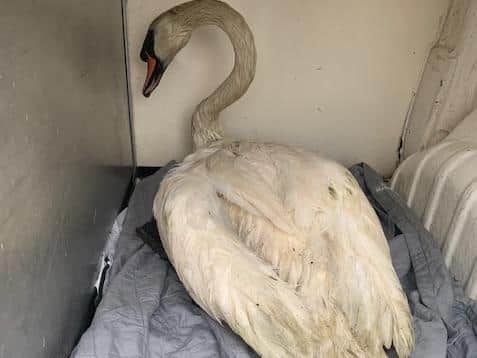 The oil has soaked into the swan feathers
