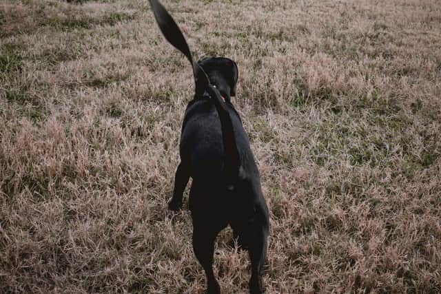 Dog owners can face hefty fines if they don't follow the PSPO