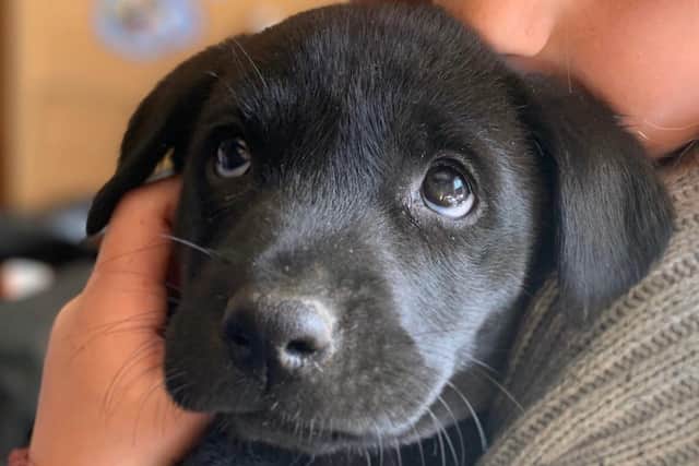 Boris, a nine-week-old Labrador puppy, was stolen last night
