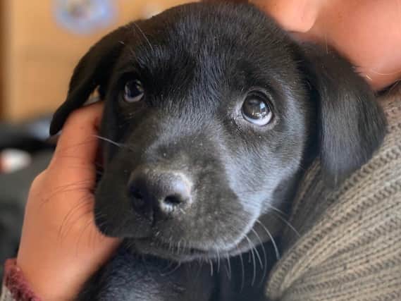 Boris, a nine-week-old Labrador puppy, was stolen last night