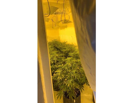 The cannabis factory found in Northampton. Credit: Northants Police