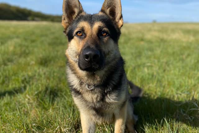 Picture: Northants Police Dog Section @northantsdogs