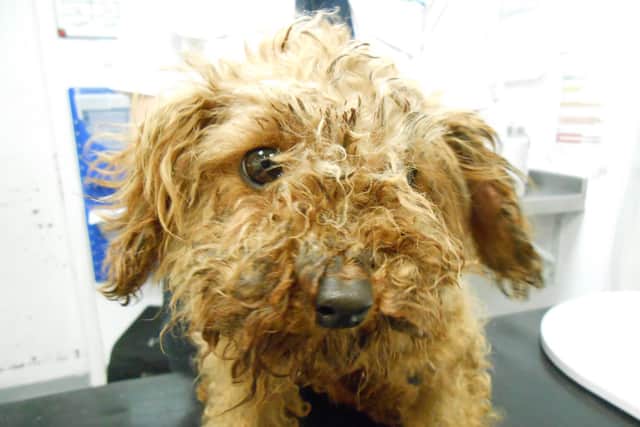Red, one of the abandoned dogs rescued by the RSPCA during the coronavirus lockdown