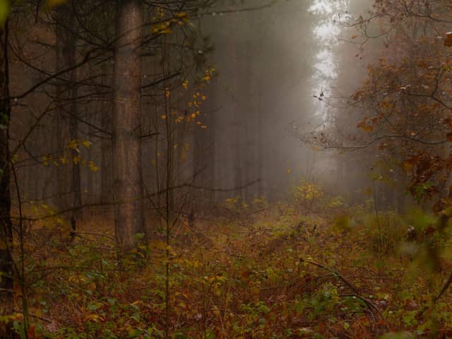 Weekley Hall Wood. Picture by Dan Whitney.