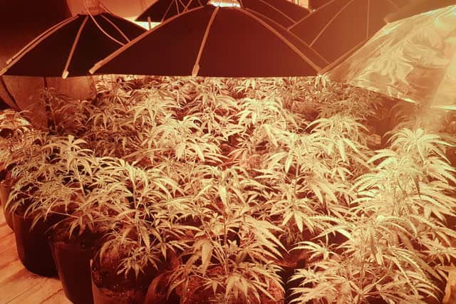 The cannabis factory found in King's Avenue, Higham Ferrers