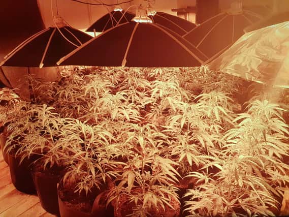 The cannabis factory found in King's Avenue, Higham Ferrers