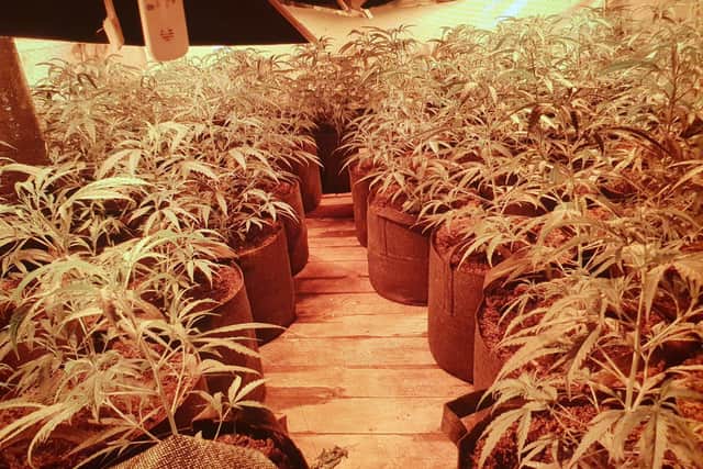 The cannabis factory found in King's Avenue, Higham Ferrers