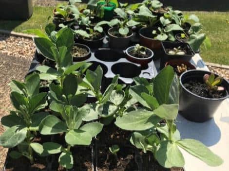 Lesley and her sister Aileen sold plants because the garden centres have been closed