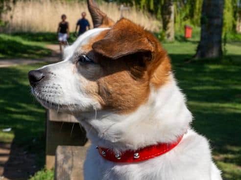 Colin is a very special dog