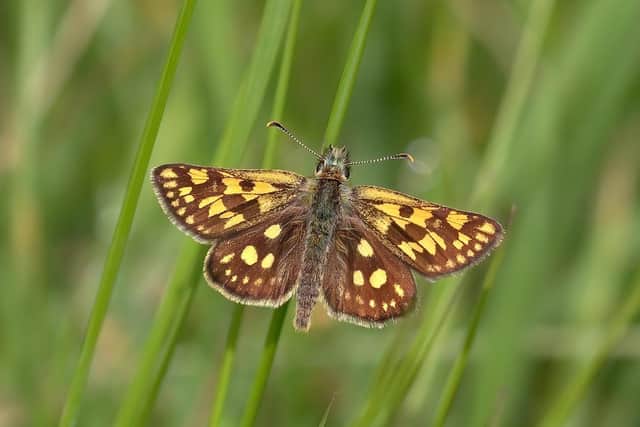 The Chequered Skipper butterfly as pictured by Dave James