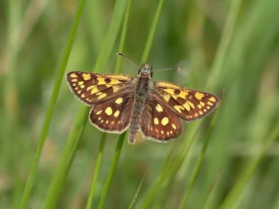 The Chequered Skipper butterfly as pictured by Dave James