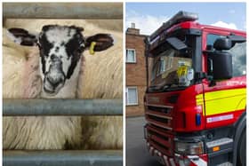 Kindly firefighters came to the rescue of a stranded sheep. Photo Getty Images