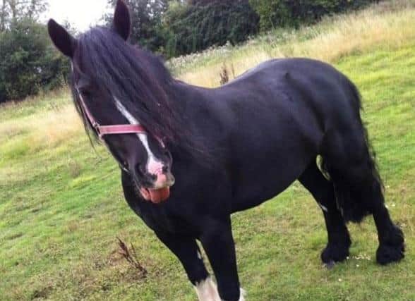 Police believe Jay the pony has been stolen