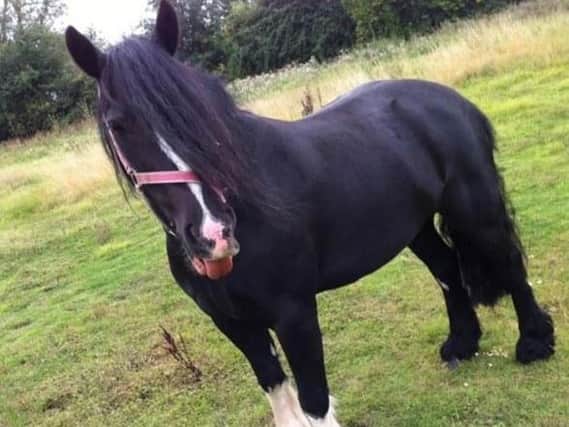 Police believe Jay the pony has been stolen