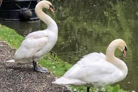 These swans, pictured at Stoke Bruerne last weekend, will spend their adult lives together... much like the Queen and Prince Philip