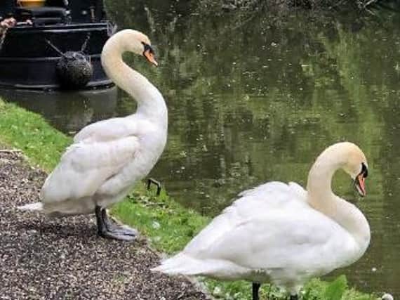 These swans, pictured at Stoke Bruerne last weekend, will spend their adult lives together... much like the Queen and Prince Philip