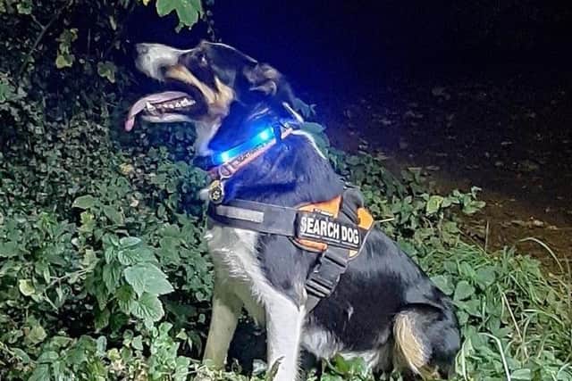 Ted the rescue dog