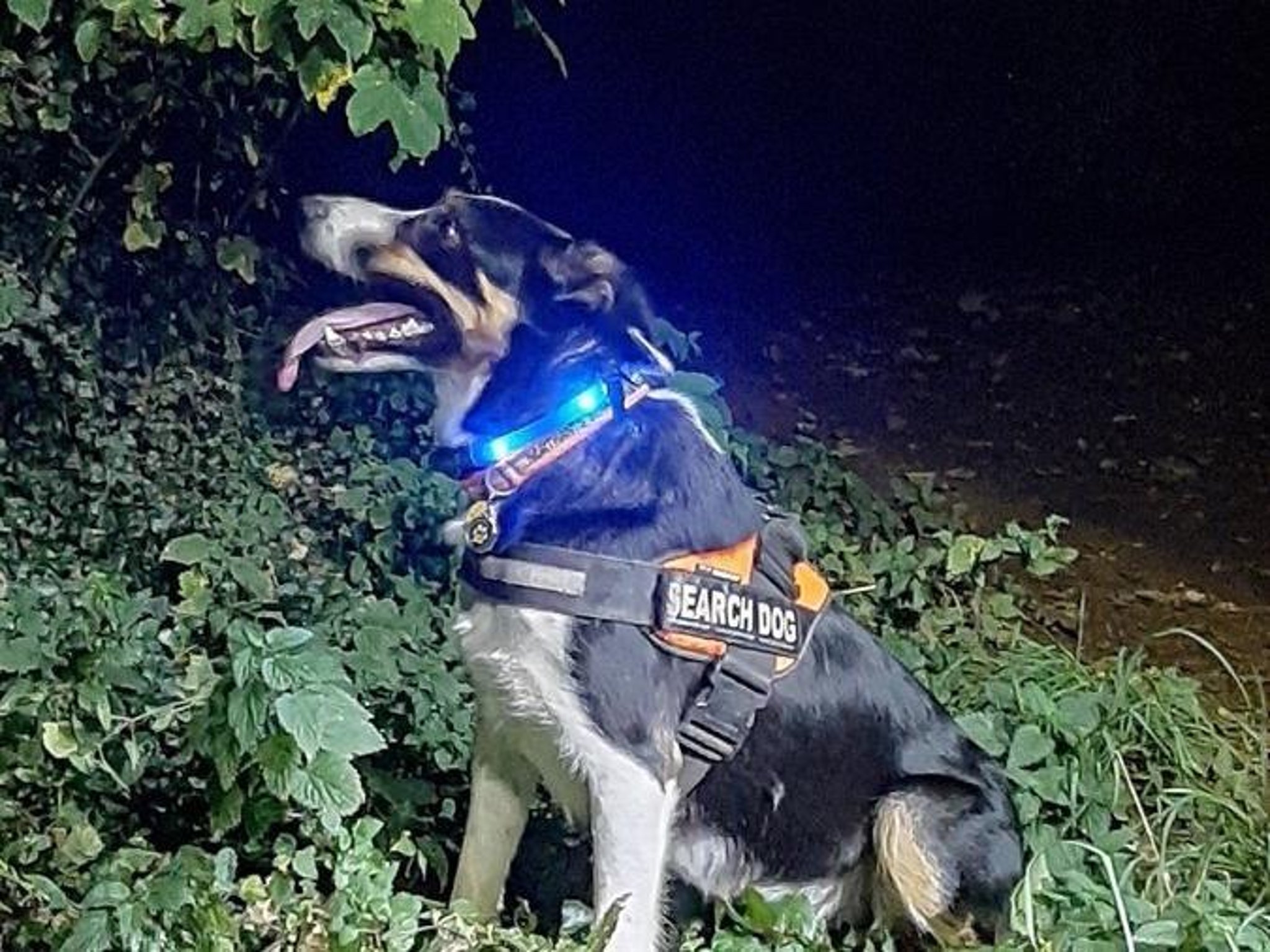 Appeal for Ted the Northamptonshire Search and Rescue dog