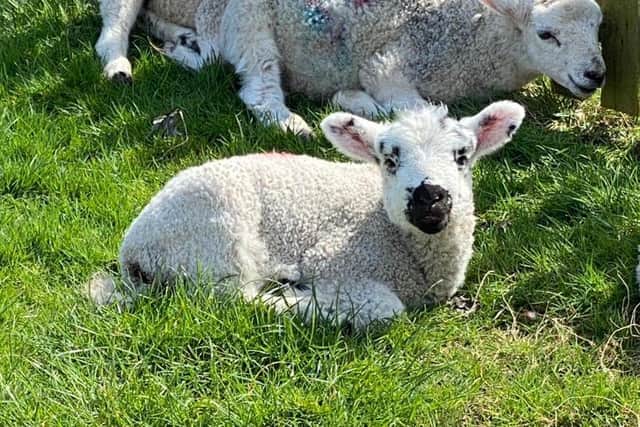 Families will be able to enjoy days out on the farm
