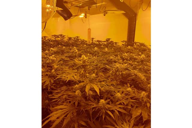 Inside the cannabis factory. Credit: PC Wes Owen