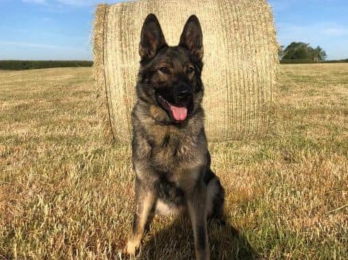 Northamptonshire Police's newest recruit, PD Koda. Photo: Northamptonshire Police