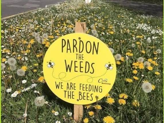 Wellingborough is the latest council to let its weeds grow to help provide vital food for the bees