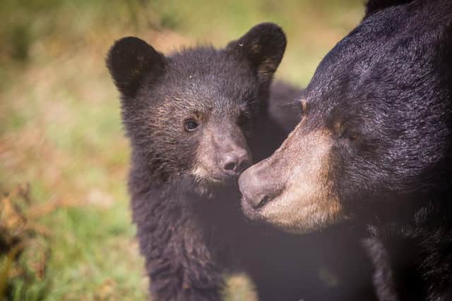 Woburn's lockdown babies include two cute bear cubs