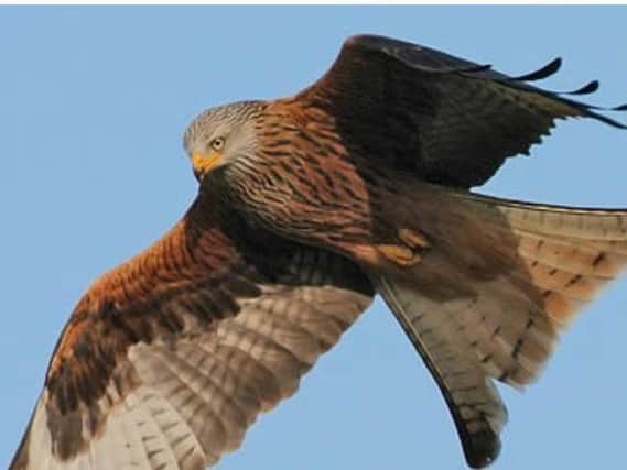 Red kites were reintroduced to Northants in 2000