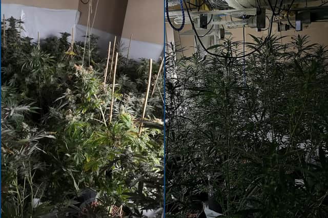 Inside the cannabis factory. Credit: EN Police Team