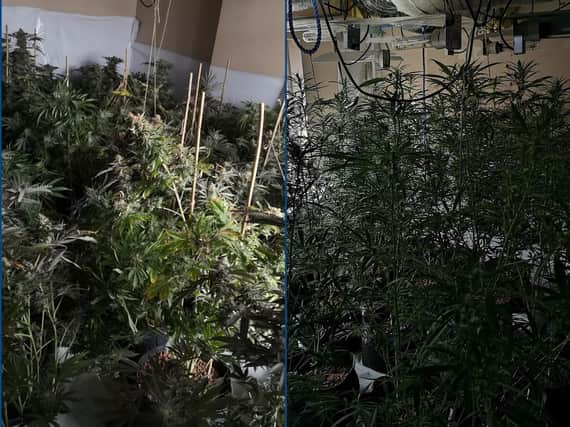 Inside the cannabis factory. Credit: EN Police Team