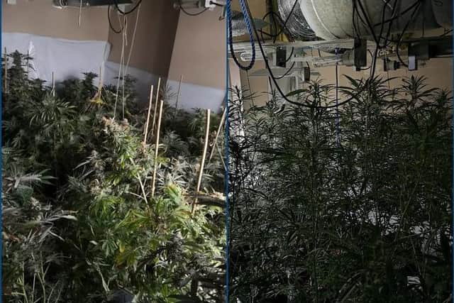 Police discovered this cannabis factory in Rushden on Friday. (Photo: EN Police Team).