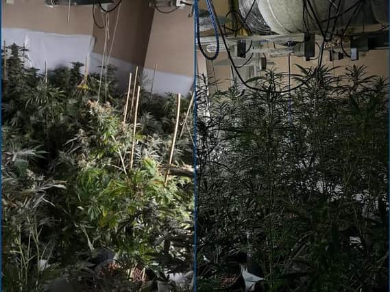 Police discovered this cannabis factory in Rushden on Friday. (Photo: EN Police Team).