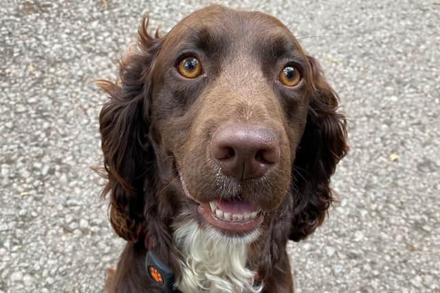 PD Socks