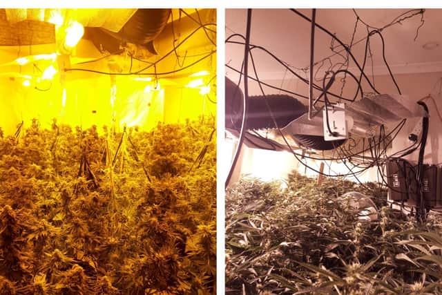 Inside the cannabis factory.