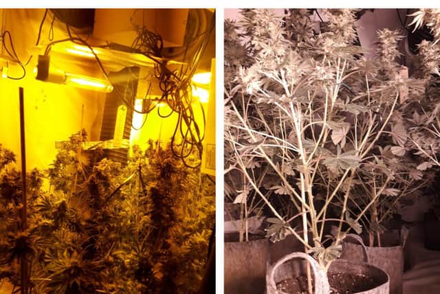 Inside the cannabis factory.