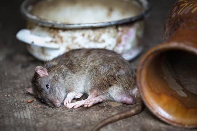 There have been sightings of rats at the run down property.