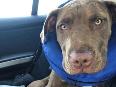 Hugo is now recovering at home.