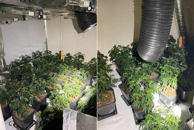 Police dsicovered the cannabis farm in Cranstoun Street back in August