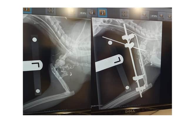 Nessie's front left shoulder was shattered by the pellet and has been reconstructed using a metal frame