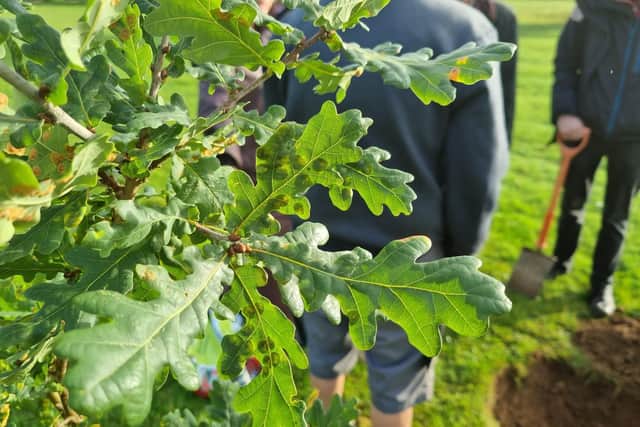 The oak sapling