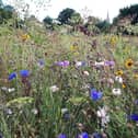 Kettering - wildflowers in Meadow Road earlier this year as the spire of St Peter and St Paul Church peeps out
